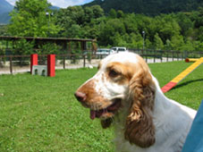 addestramento cocker spaniel1