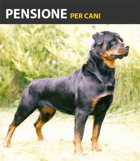 Pensione per cani