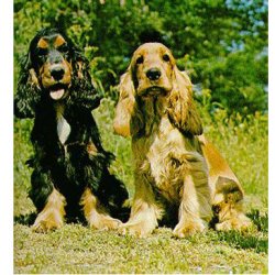 Cocker Spaniel Inglese