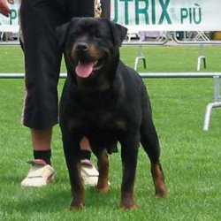 Rottweiler