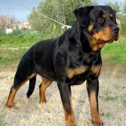 Rottweiler