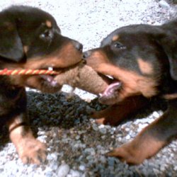 Rottweiler