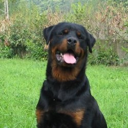 Rottweiler